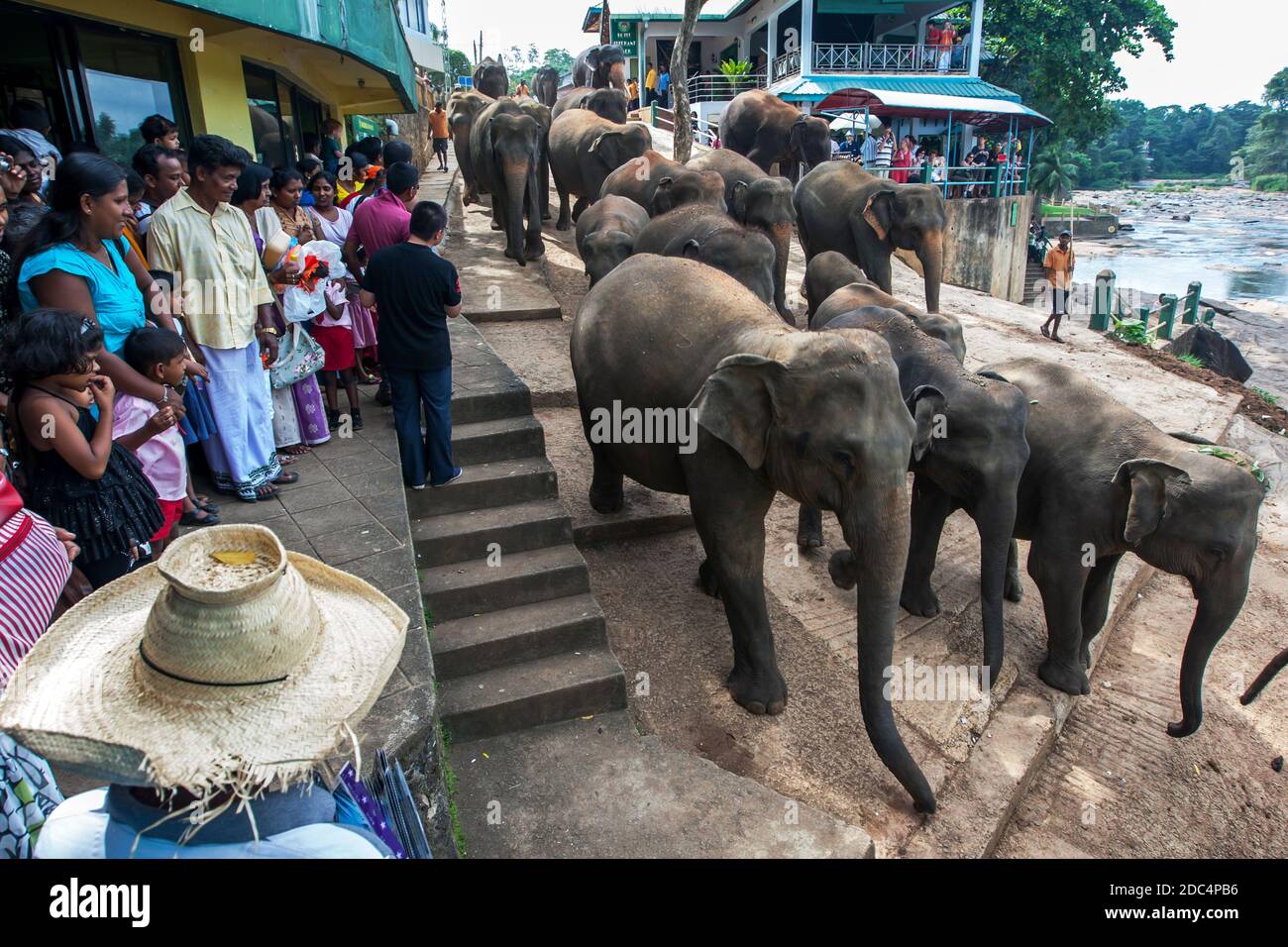 Elephants from the Pinnawala Elephant Orphanage in Sri Lanka head down a street past tourists towards the Maha Oya River where they will bathe. Stock Photo