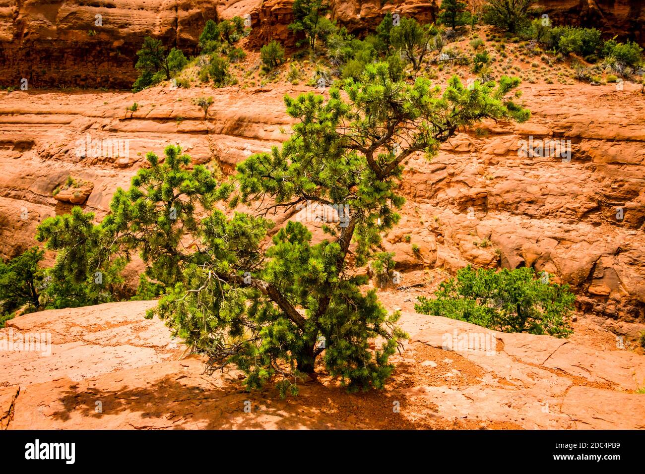 Sedona, Arizona, Rooted in Rock Stock Photo