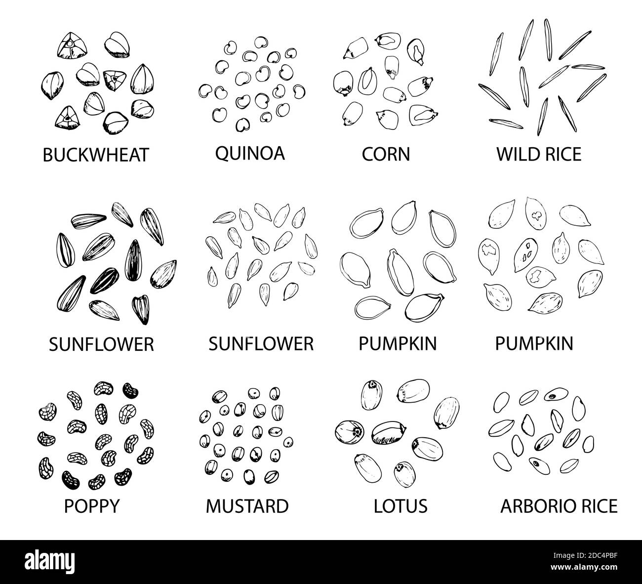 Set of hand drawn outline cereal grains isolated on white. Buckwheat, quinoa, corn, rice, sunflower, pumpkin, poppy, mustard, lotus. Stylized vector i Stock Vector