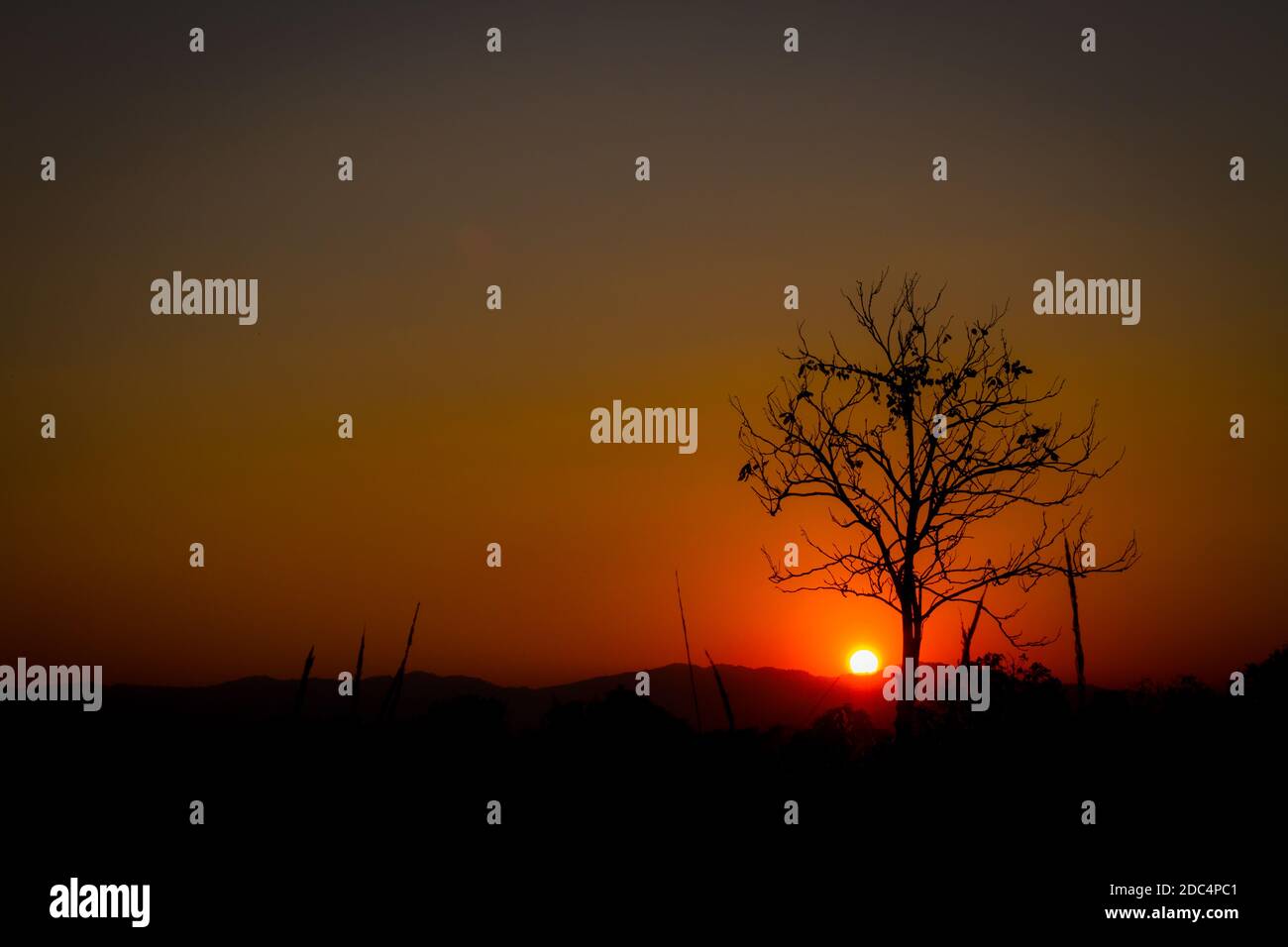 silhouette leafless tree on red sun in sunset, left copyspace. Stock Photo