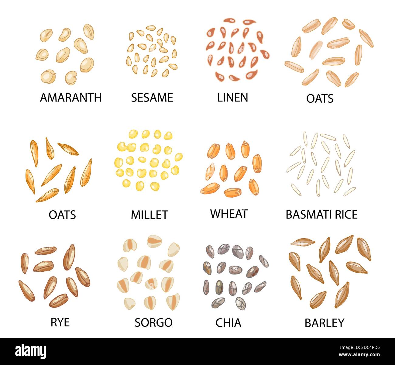 Set of hand drawn colored cereal grains isolated on white. Amaranth, sesame, linen, oats, millet, wheat, rye, sorgo, chia, barley, rice. Stylized vect Stock Vector