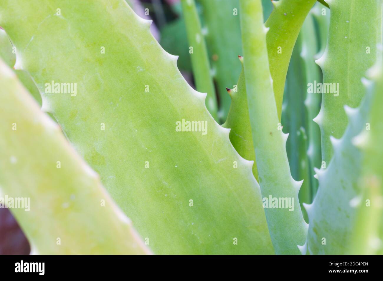 green aloe vera plant with thorn close up Stock Photo Alamy