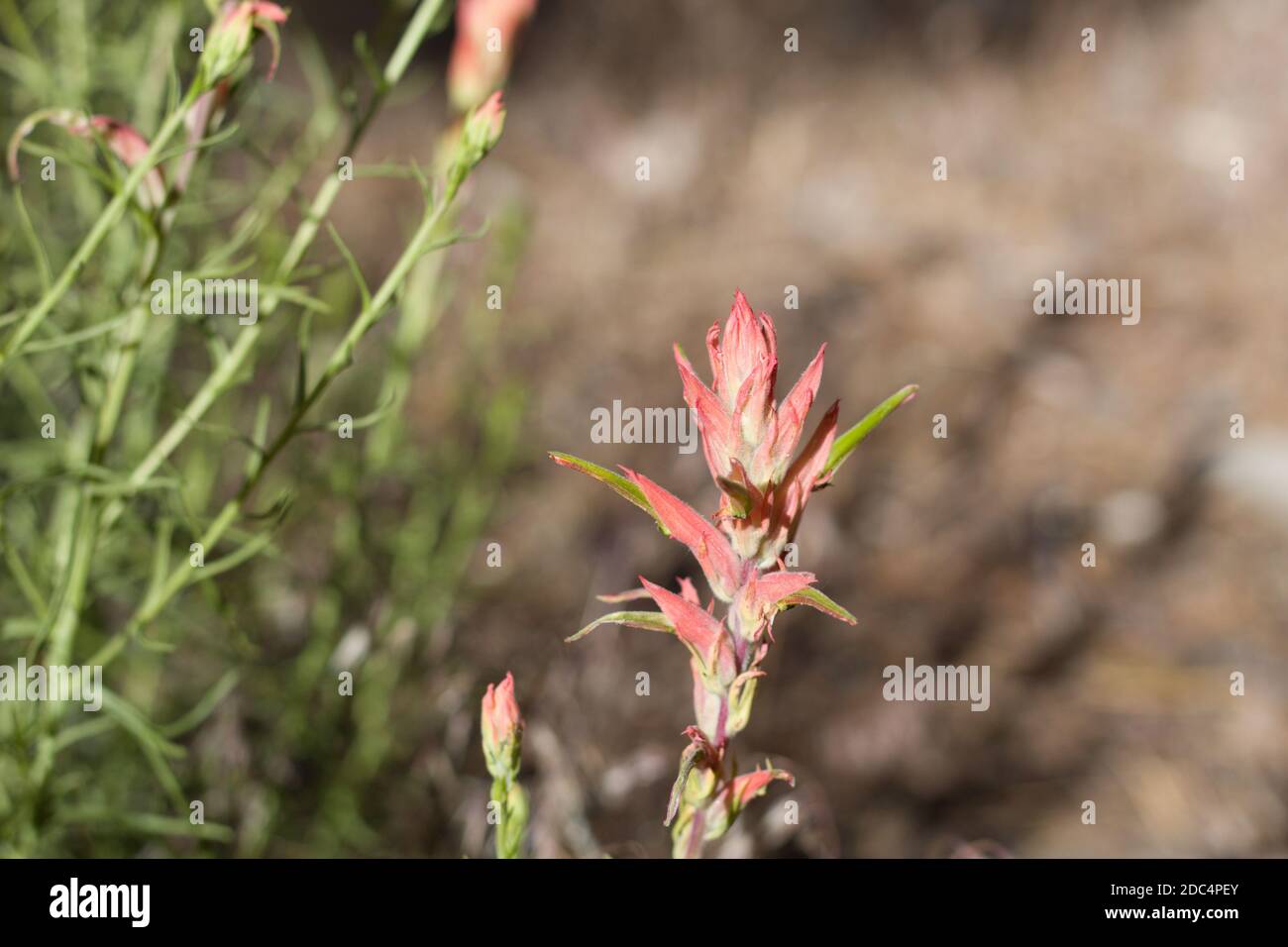 Red green bloom, Narrow Leaf Paintbrush, Castilleja Linariifolia, Orobanchaceae, native hemiparasitic perennial, San Bernardino Mountains, Summer. Stock Photo