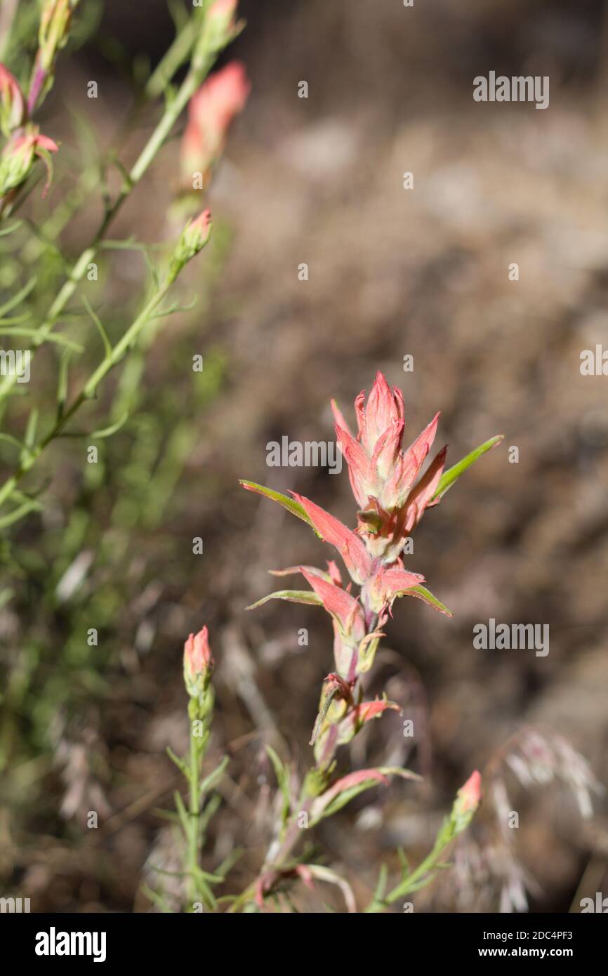 Red green bloom, Narrow Leaf Paintbrush, Castilleja Linariifolia, Orobanchaceae, native hemiparasitic perennial, San Bernardino Mountains, Summer. Stock Photo