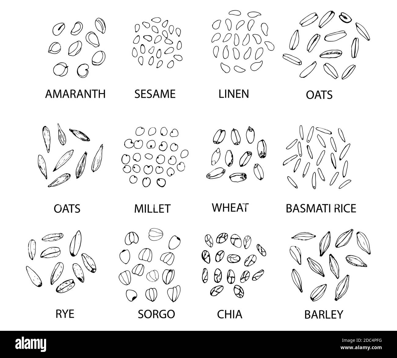 Set of hand drawn outline cereal grains isolated on white. Amaranth, sesame, linen, oats, millet, wheat, rye, sorgo, chia, barley, rice. Stylized vect Stock Vector