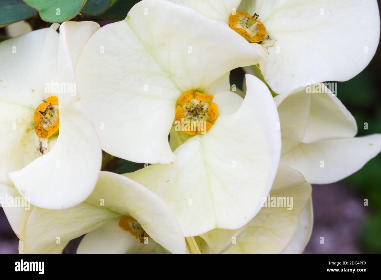 closeup white euphorbia milii flowers ,background Stock Photo
