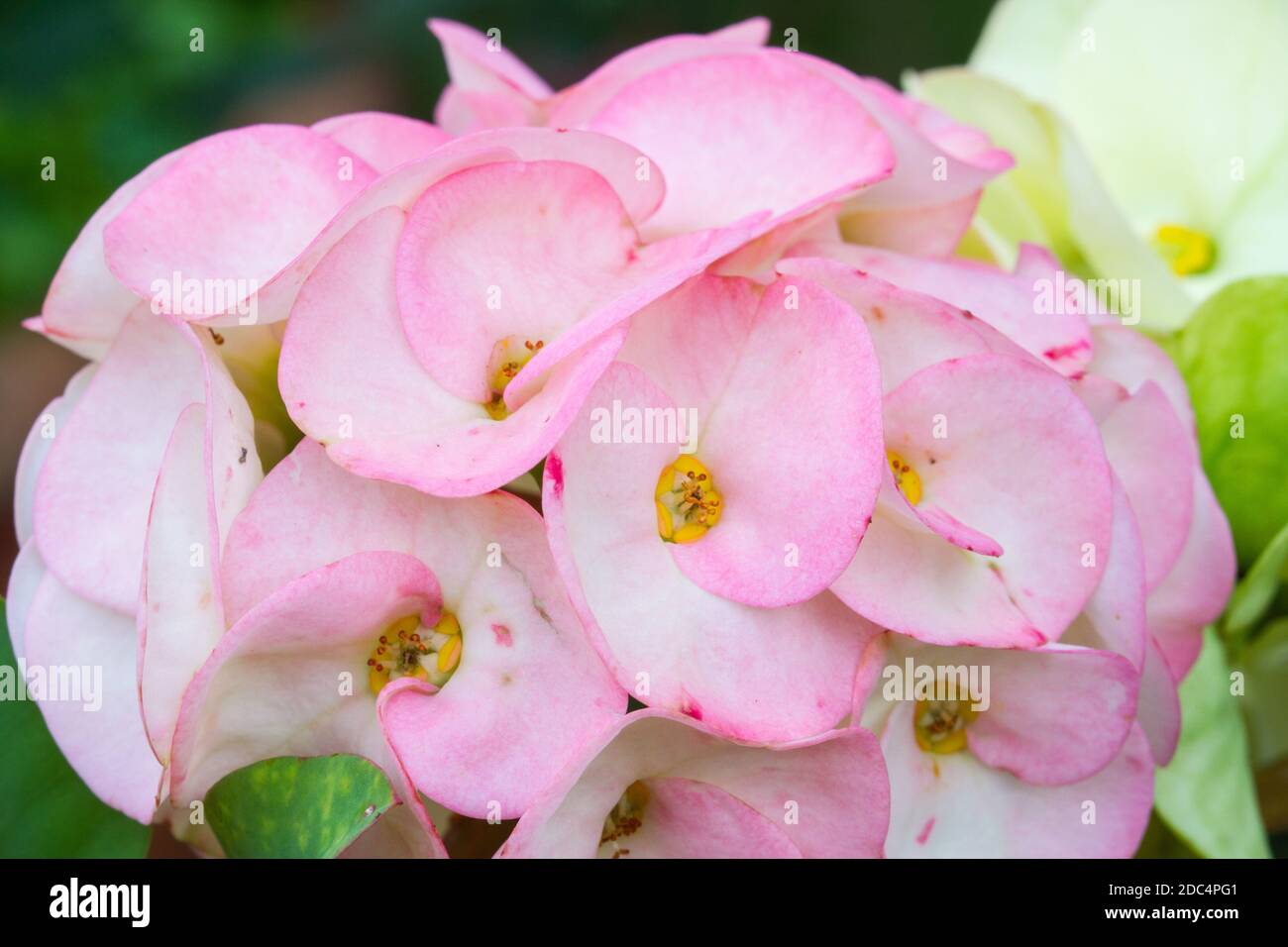 pink Euphorbia milii or crown of thorns is a species of flowering plant. Stock Photo