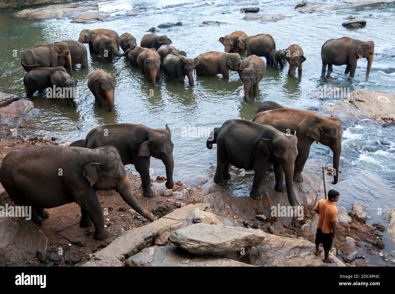 Elephants from the Pinnawala Elephant Orphanage relax on the bank of the Maha Oya River in Sri Lanka. Twice daily the elephants bathe in the river. Stock Photo