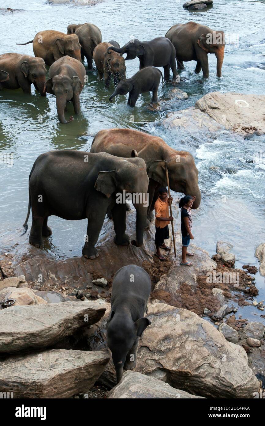 Elephants from the Pinnawala Elephant Orphanage relax on the bank of the Maha Oya River in Sri Lanka. Twice daily the elephants bathe in the river. Stock Photo