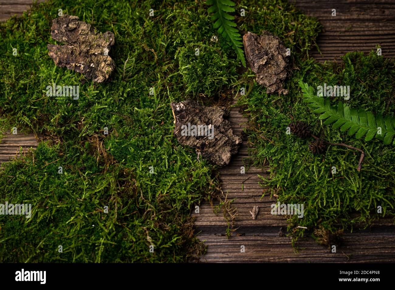 Mosses, oak leaves and tree bark Stock Photo