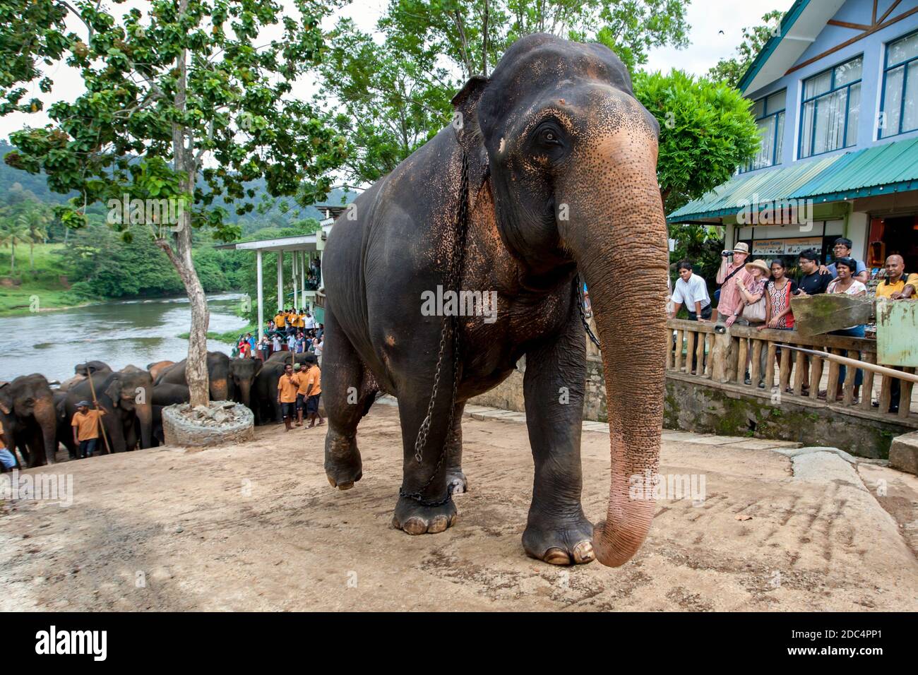 An elephant from the Pinnawala Elephant Orphanage in central Sri Lanka begins the walk back from the Maha Oya River to the orphanage. Stock Photo