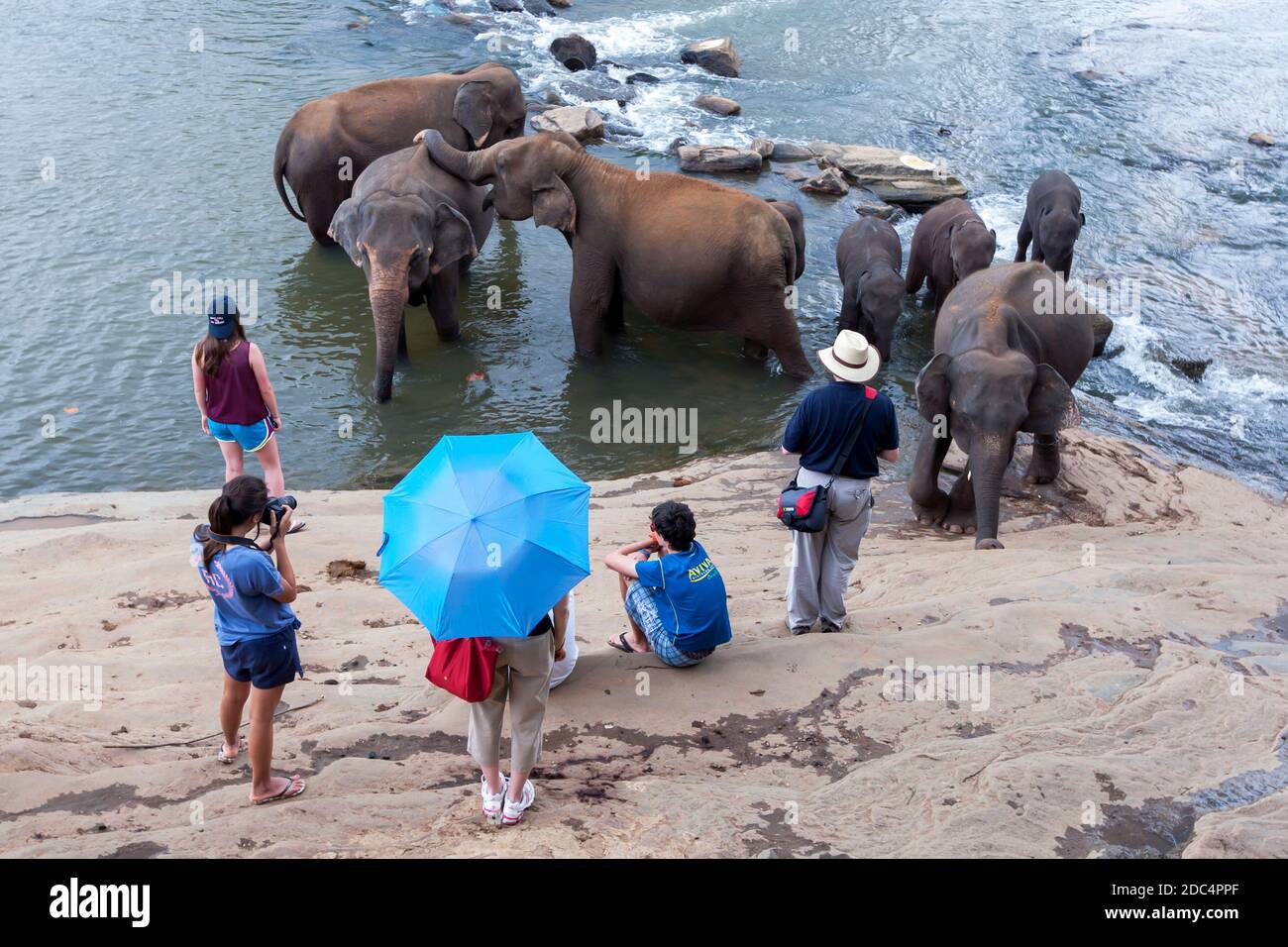 Elephants from the Pinnawala Elephant Orphanage bathe in the Maha Oya River in central Sri Lanka. Stock Photo