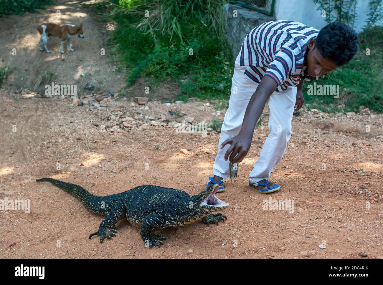 A man feeds a monitor lizard on the side of the road near Polonnaruwa in central Sri Lanka. The lizards have become quite tame. Stock Photo