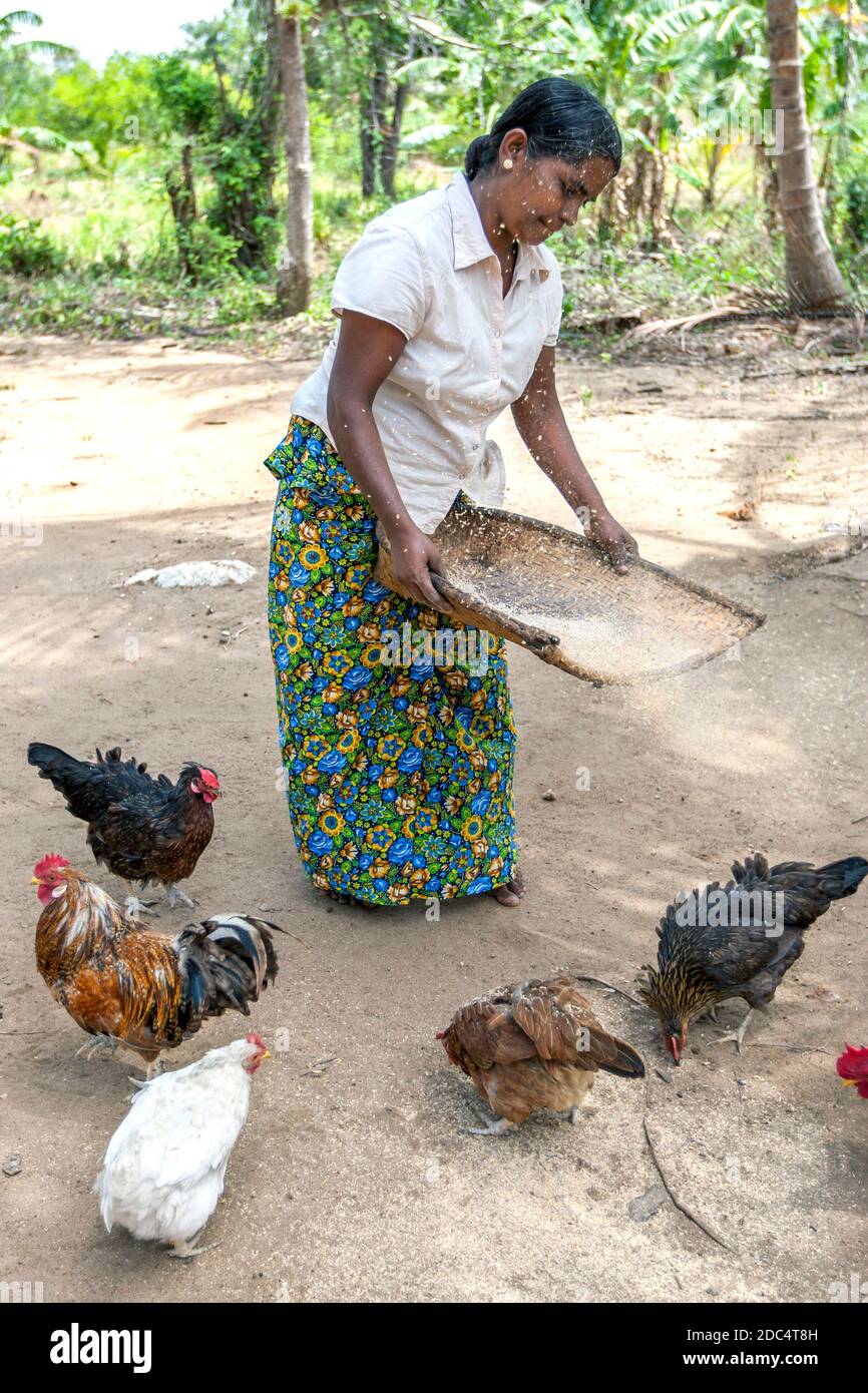 Chickens sri lanka hires stock photography and images Alamy