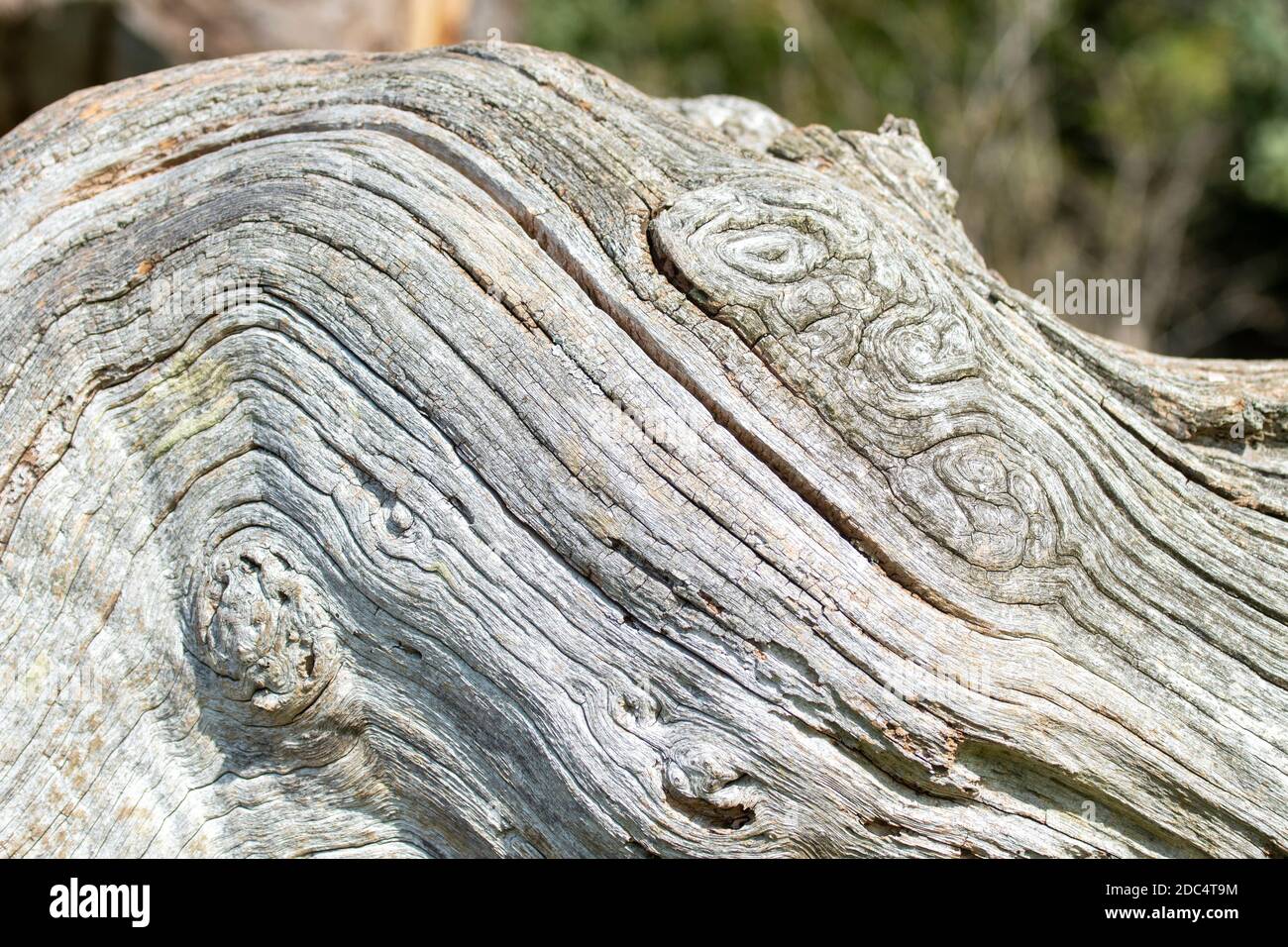 Dead oak tree hires stock photography and images Alamy