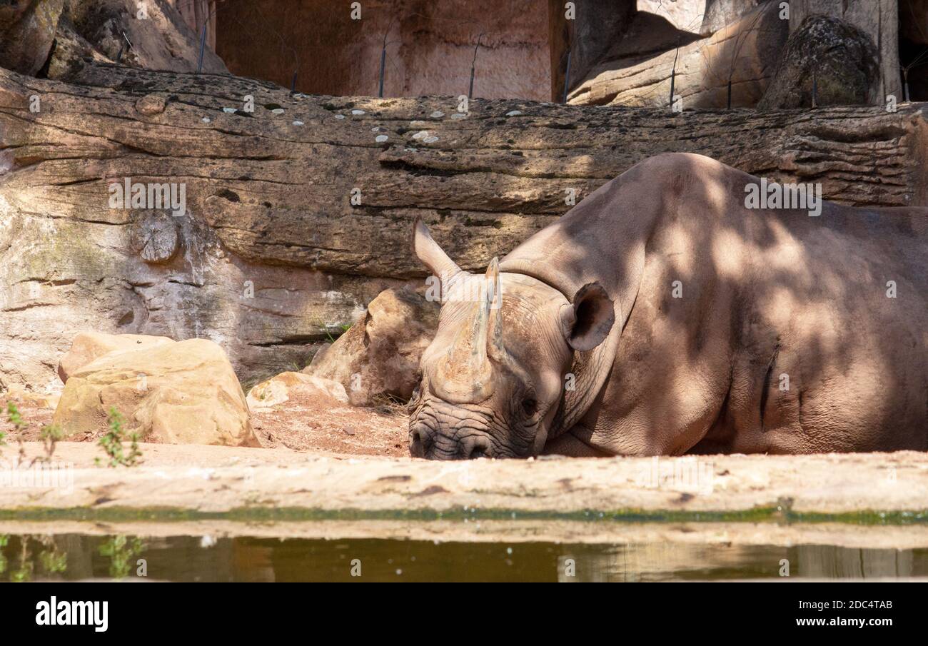 View of a black rhinoceros, Diceros bicornis, lying on the ground Stock Photo