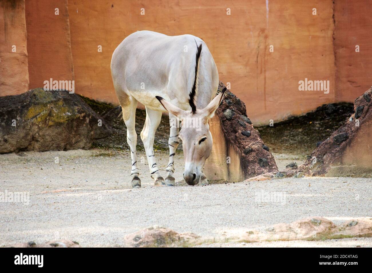 Image from a somali wild ass, Equus africanus somaliensis Stock Photo
