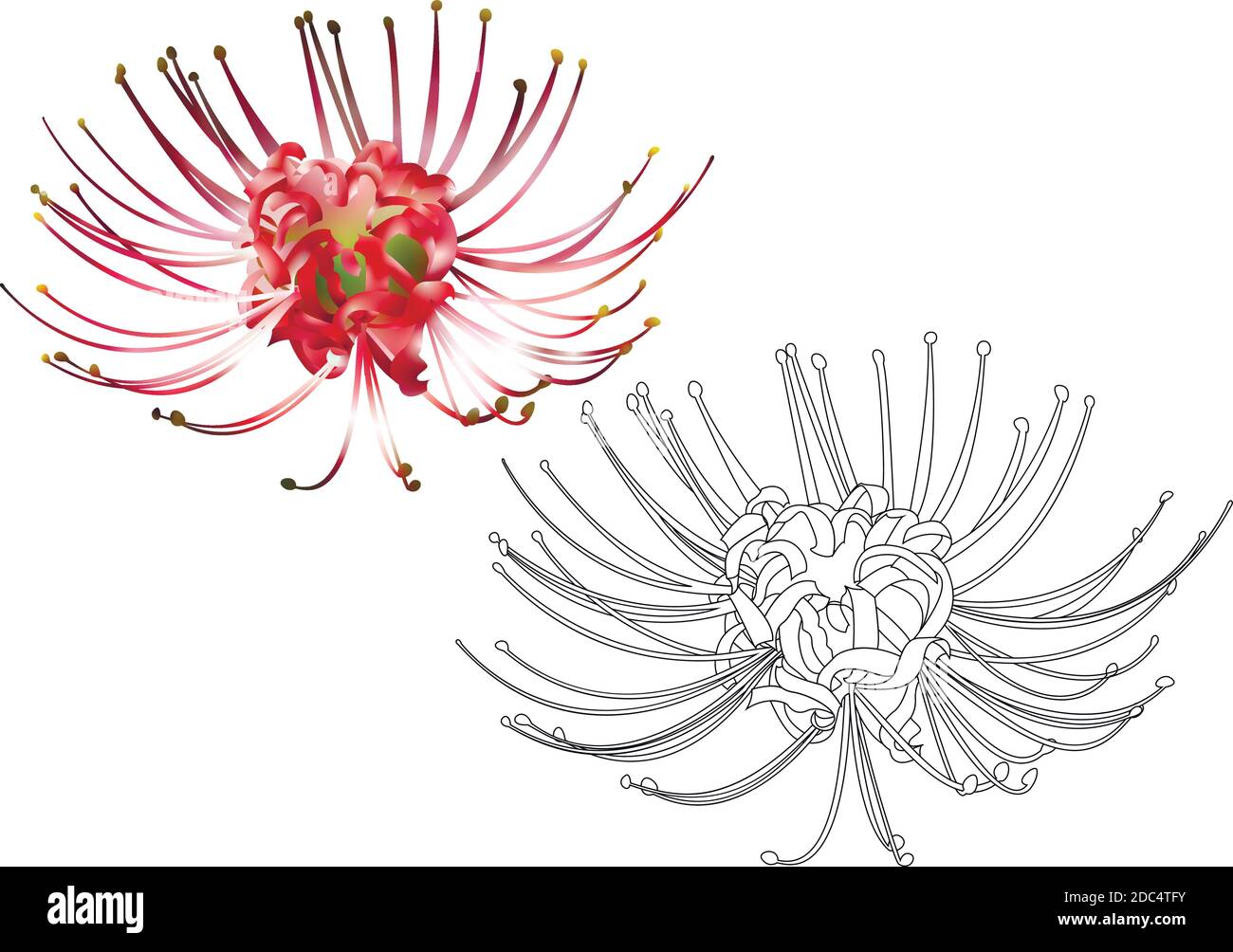 Hand drawn spider lily line and 3d silhouette isolated on white Stock