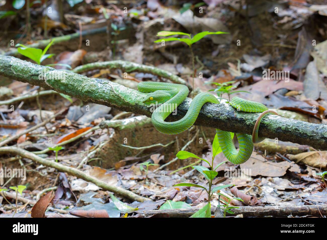 Snake wrapped around hi-res stock photography and images - Alamy