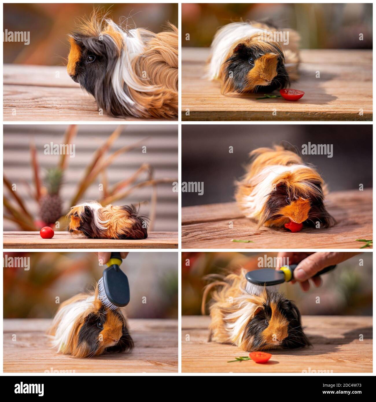 A collage of six images of a guinea pig eating and being brushed Stock Photo