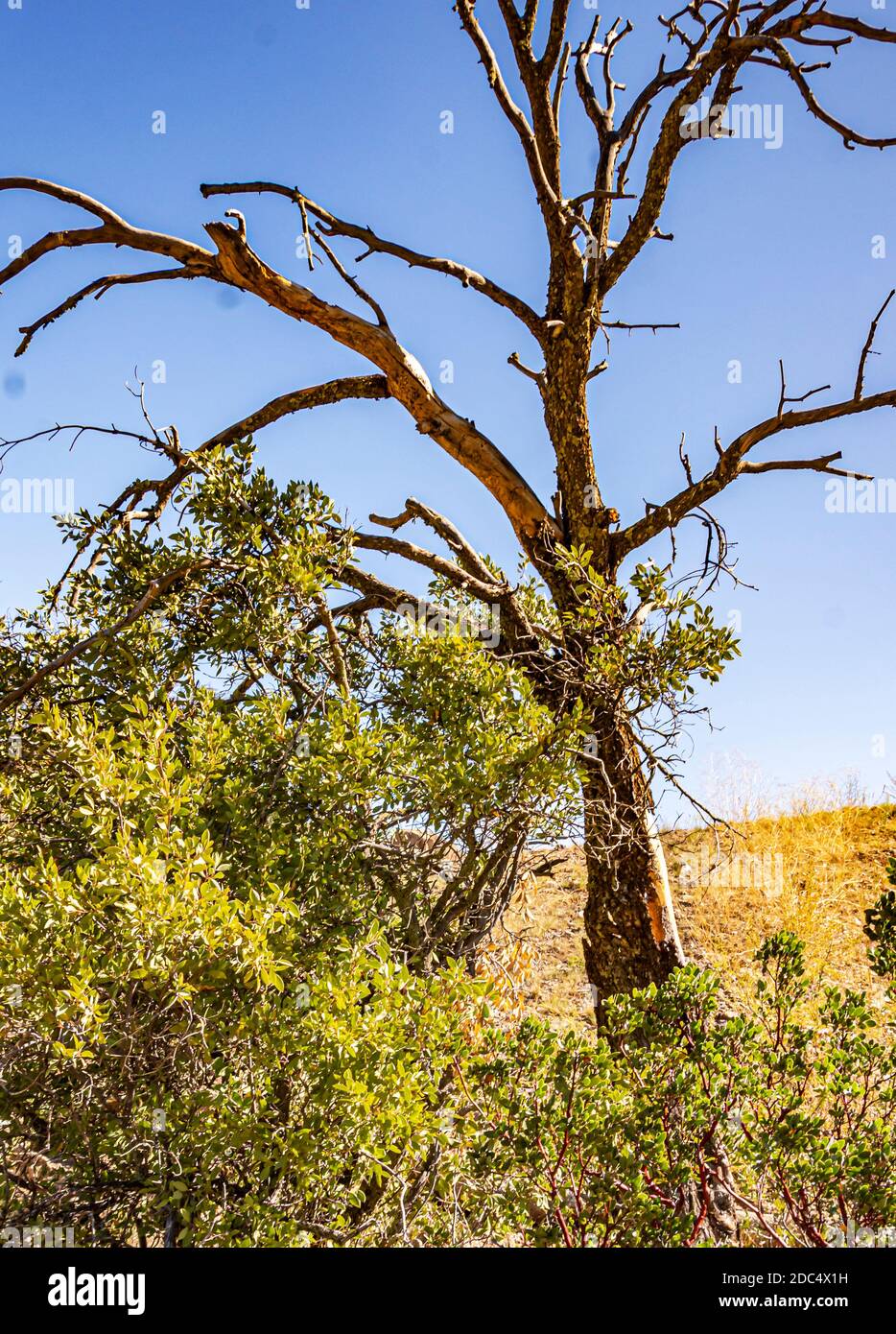 Dead Tree in Arizona Desert Stock Photo Alamy