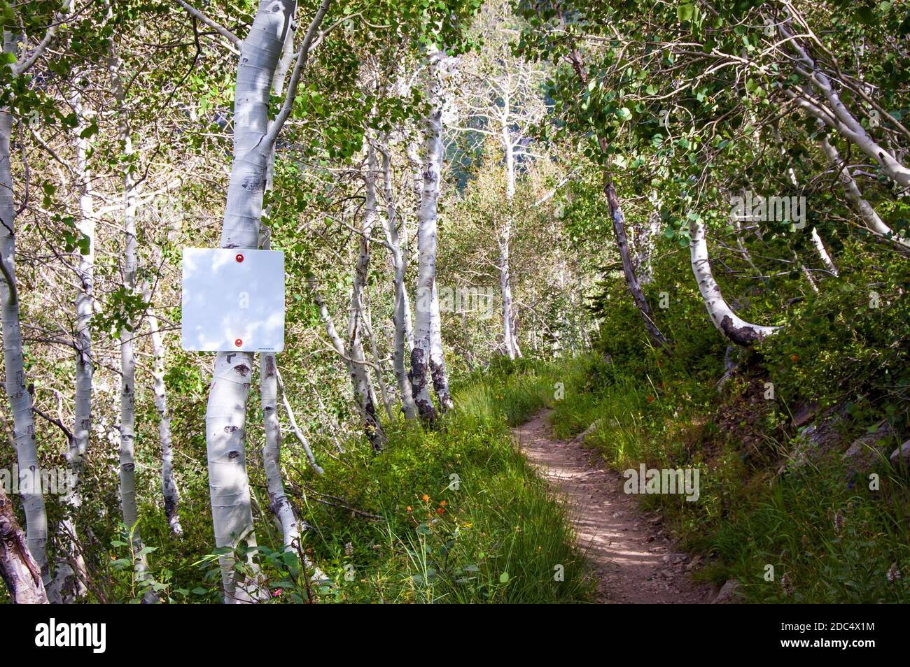 mountain hiking trail with sign among pine trees and aspen trees Stock Photo