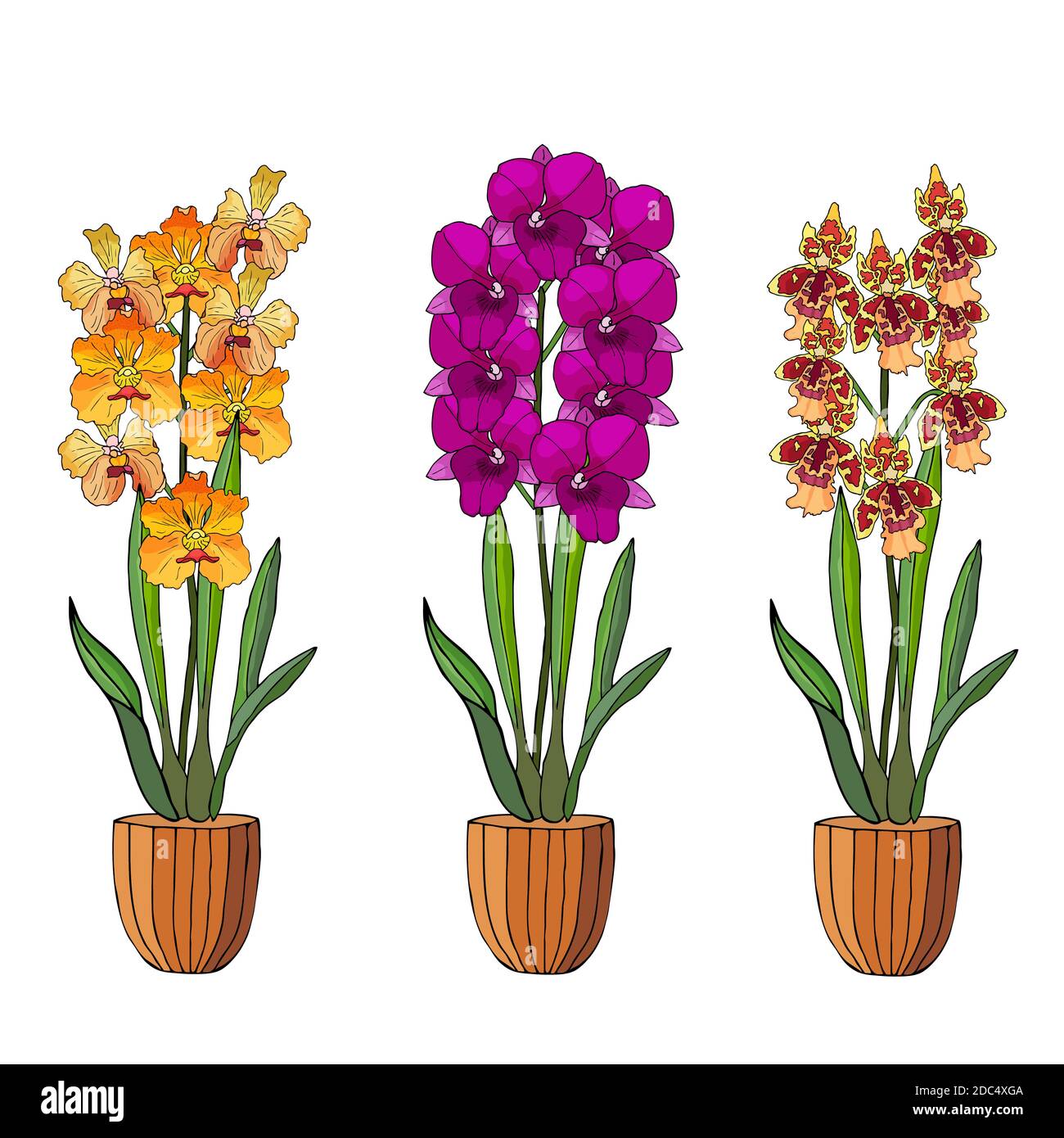 Hand drawn set of orchids in flower pots. Isolated on white.Colored vector illustration. Stock Vector