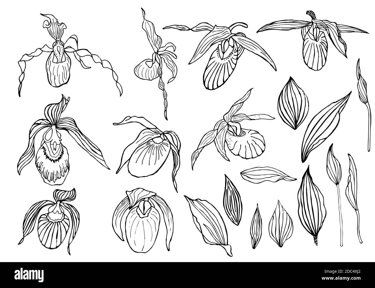 Hand drawn set of orchid flowers and floral elements. Isolated on white. Black and white vector illustration. Stock Vector