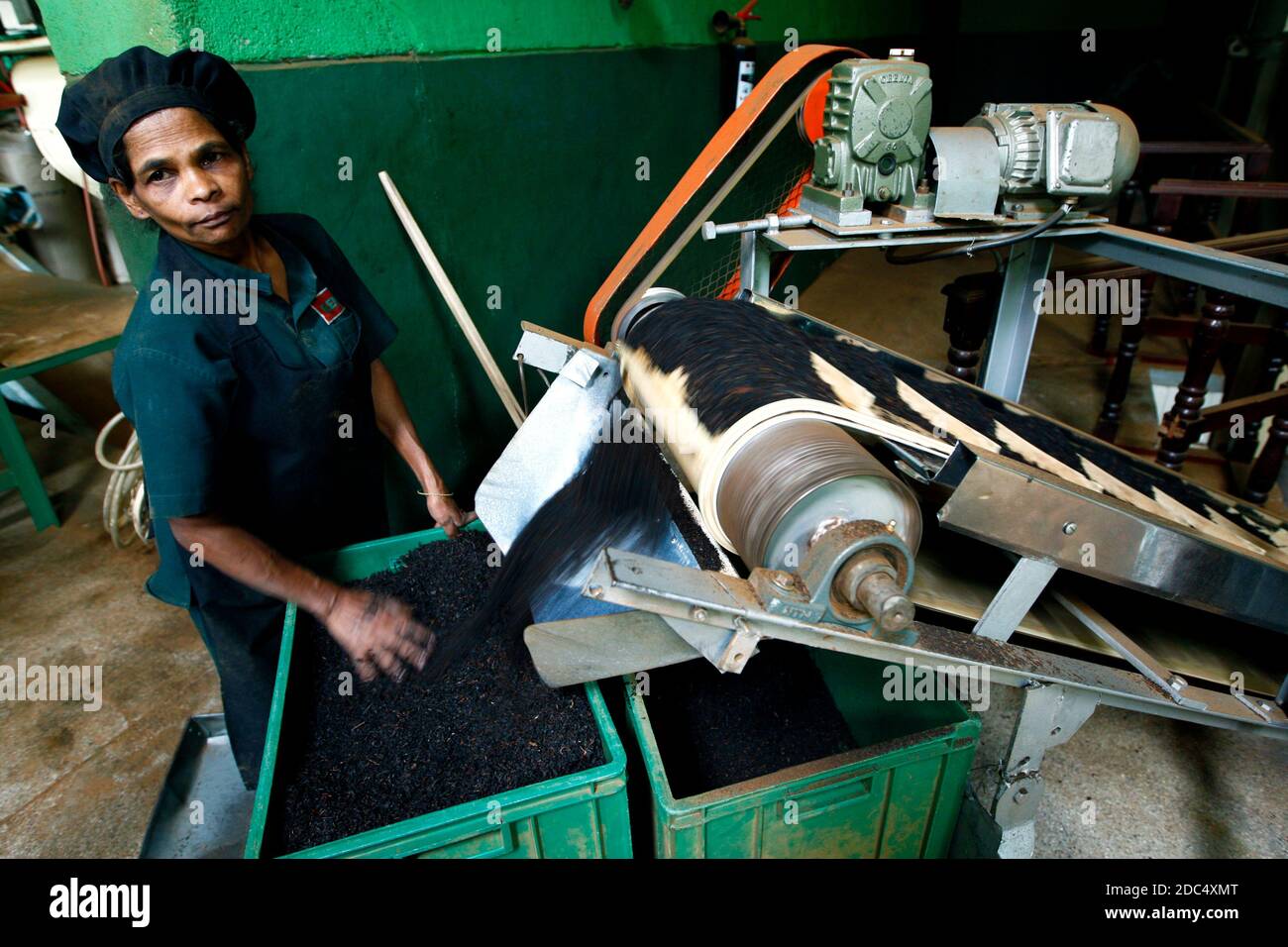 A worker at a tea factory collects tea leaves from a conveyor belt