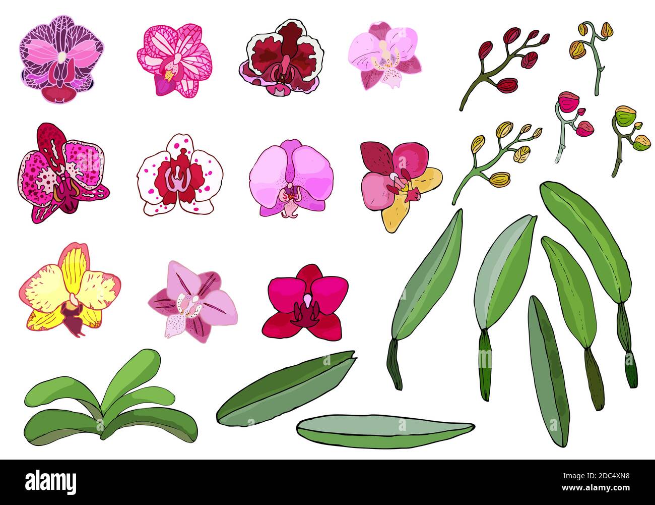 Hand drawn set of orchid flowers and floral elements. Isolated on white.Colored vector illustration. Stock Vector