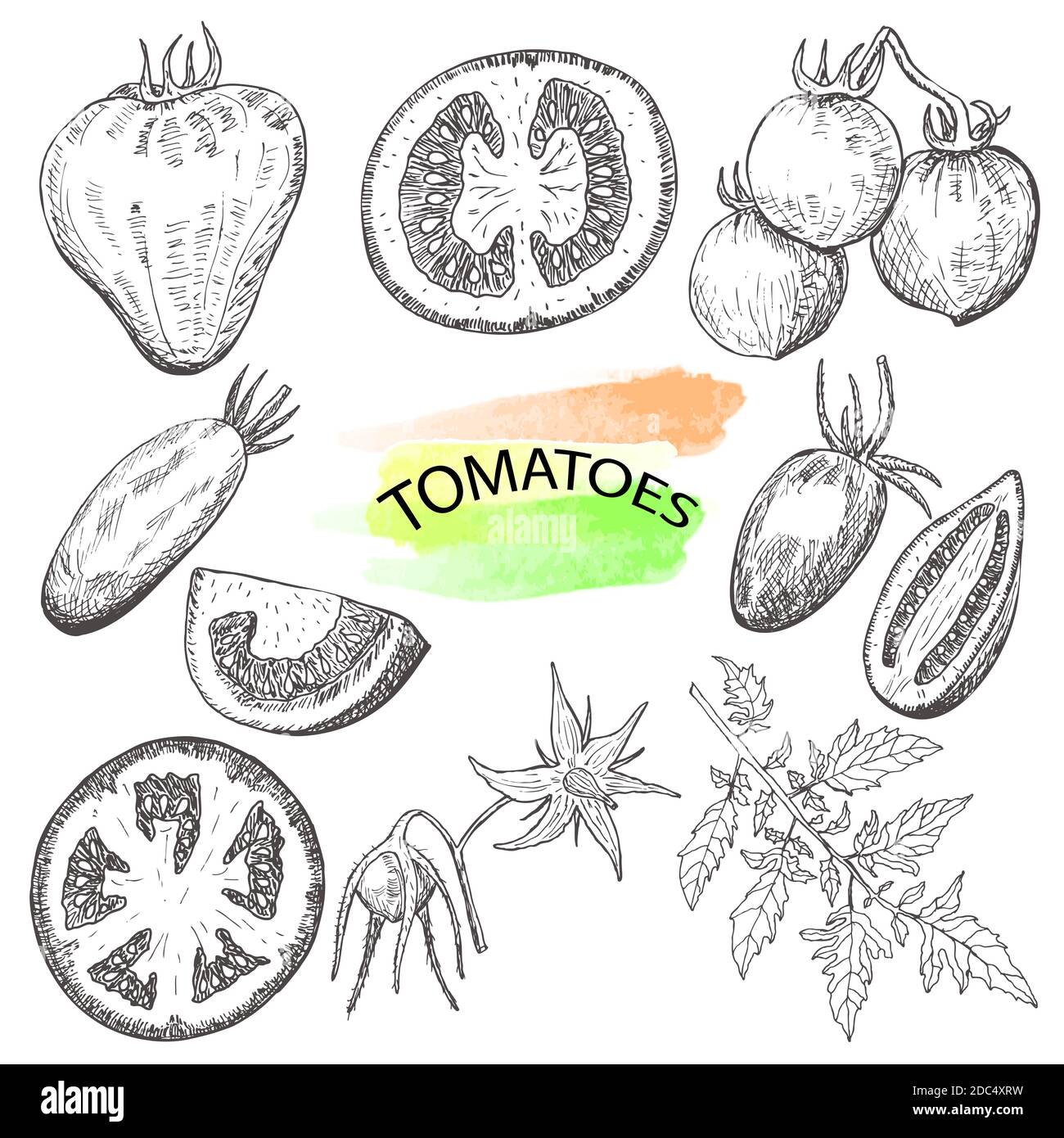 Hand drawn tomatoes set isolated on white background.Vintage food sketch, engraved style vector illustration. Stock Vector