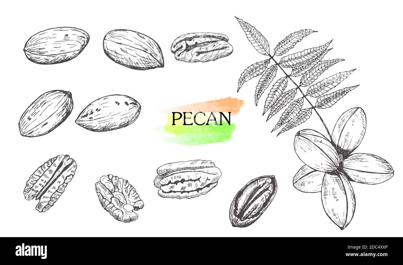 Hand drawn pecan nut set isolated on white background.Vintage food