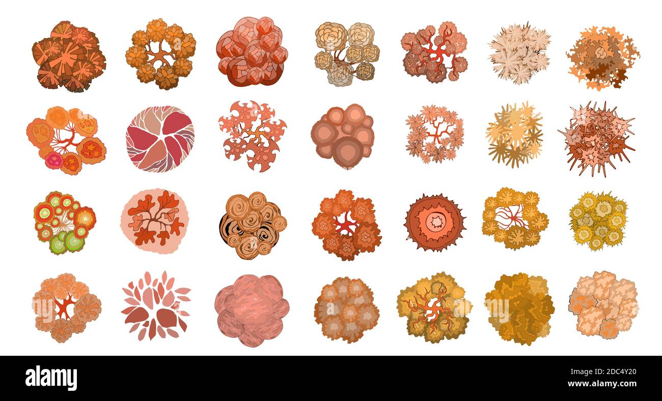 Set of colored hand drawn stylized top view autumn trees and plants. Graphic, isolated on white. Vector illustration. Elements for architecture and la Stock Vector