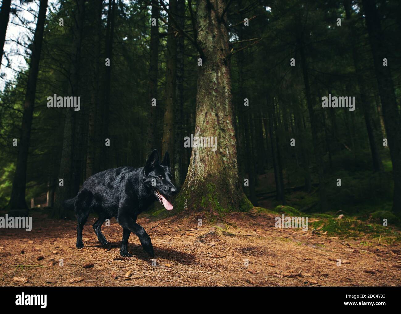 A Black Czech Shepperd walking through a forest on it's own Stock Photo