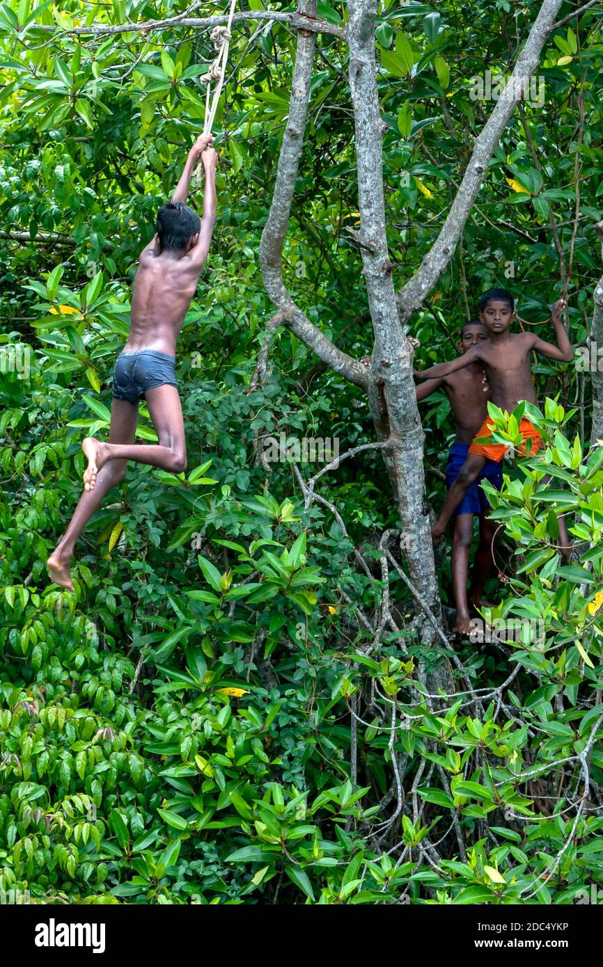 Boys swinging on a rope from a mangrove tree into the Madu River at Balapitiya in western Sri Lanka. Stock Photo