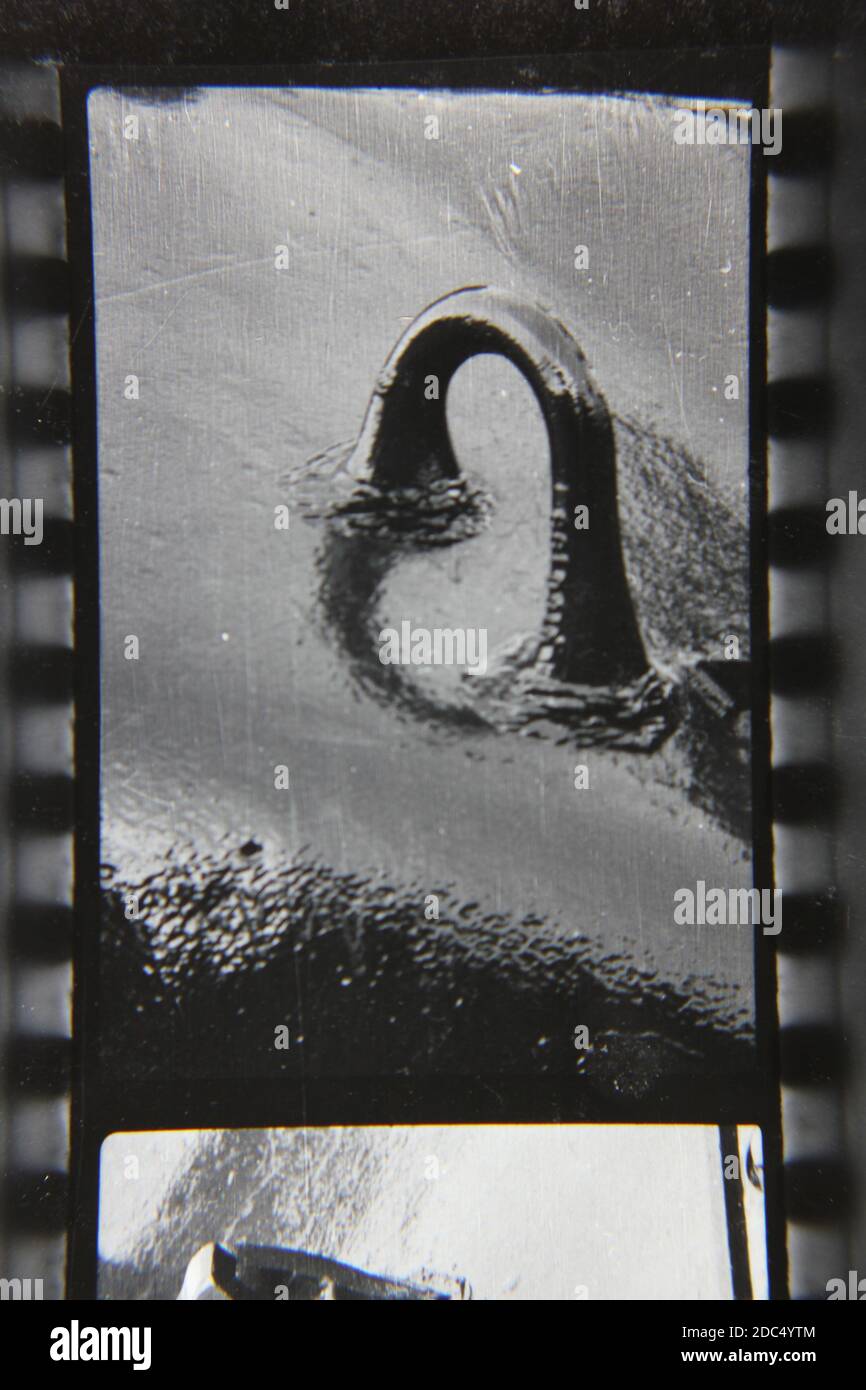 Fine 1970s vintage black and white photography closeup of a formidable ...