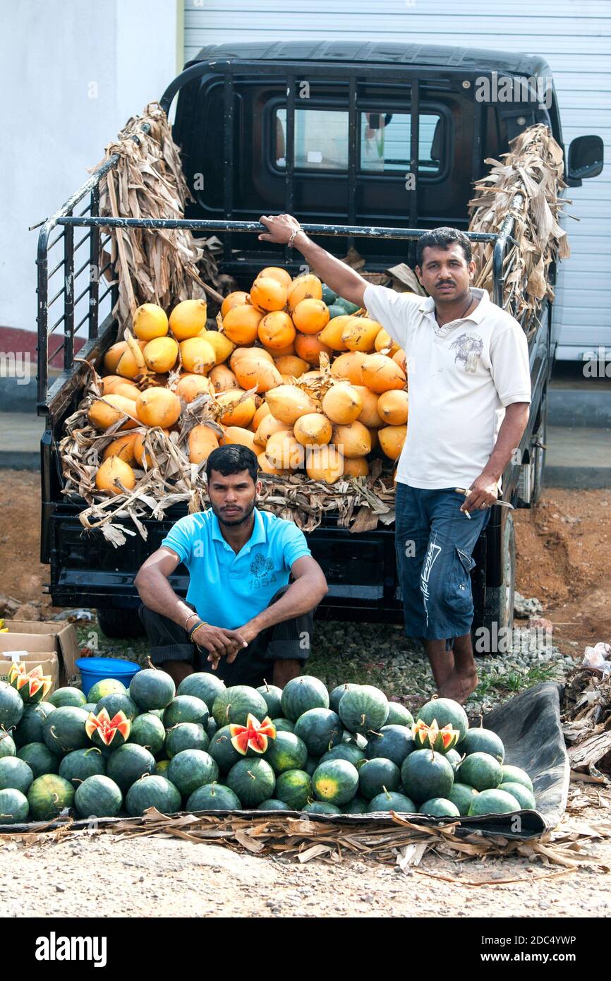 Men selling watermelons and King coconuts from a truck on the roadside near Mirissa in southern Sri Lanka. Stock Photo