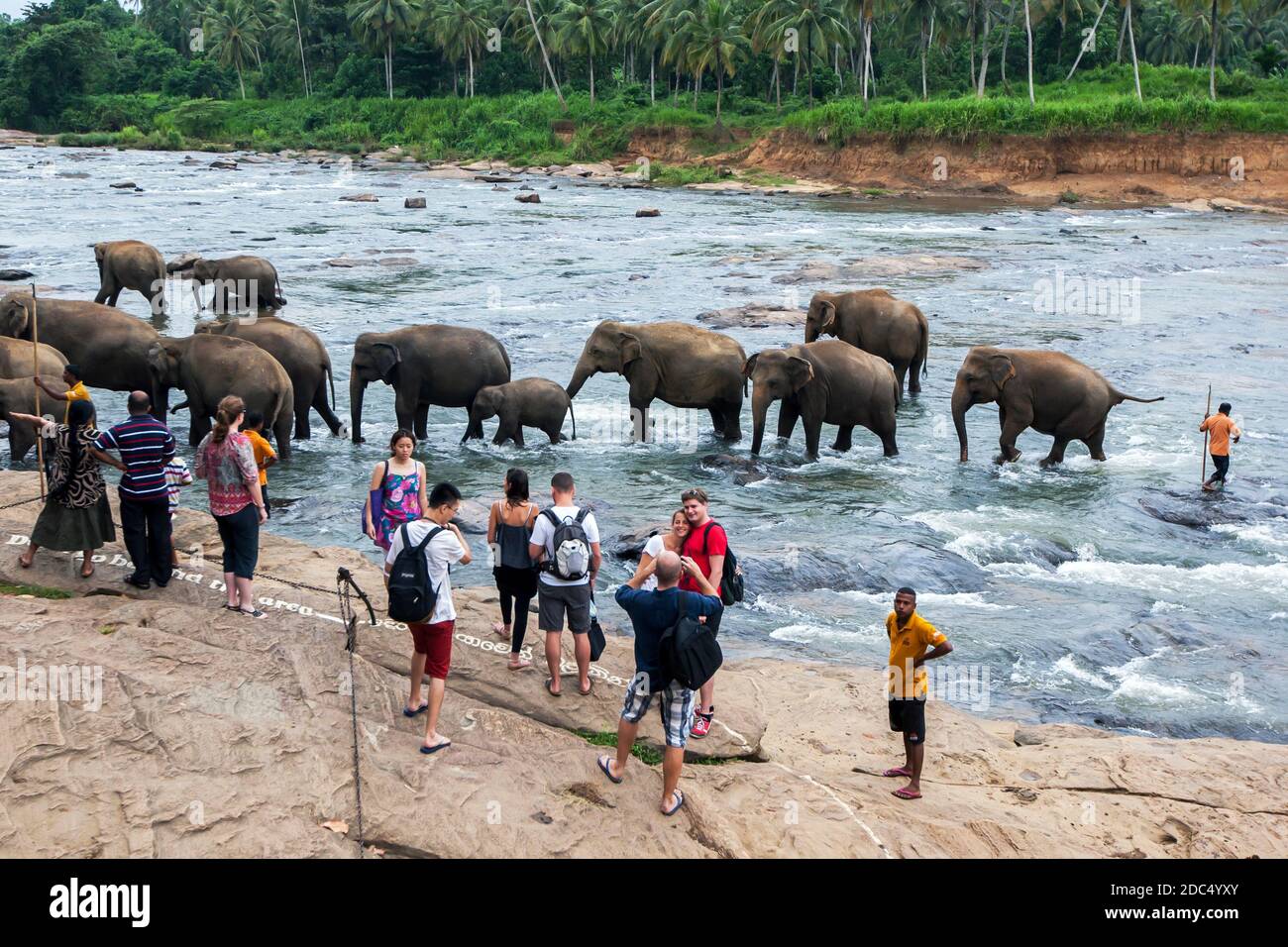 Elephants from the Pinnawala Elephant Orphanage bathe in the Maha Oya River at Pinnawala in central Sri Lanka. Stock Photo