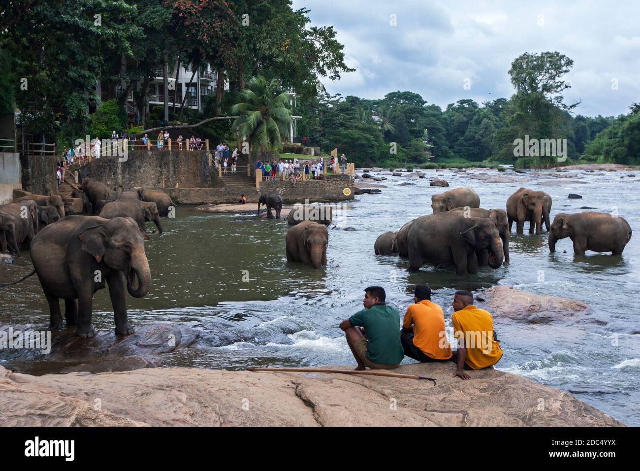 Three mahouts keep an eye on elephants from the Pinnawala Elephant Orphanage bathing in the Maha Oya River at Pinnawala in central Sri Lanka. Stock Photo