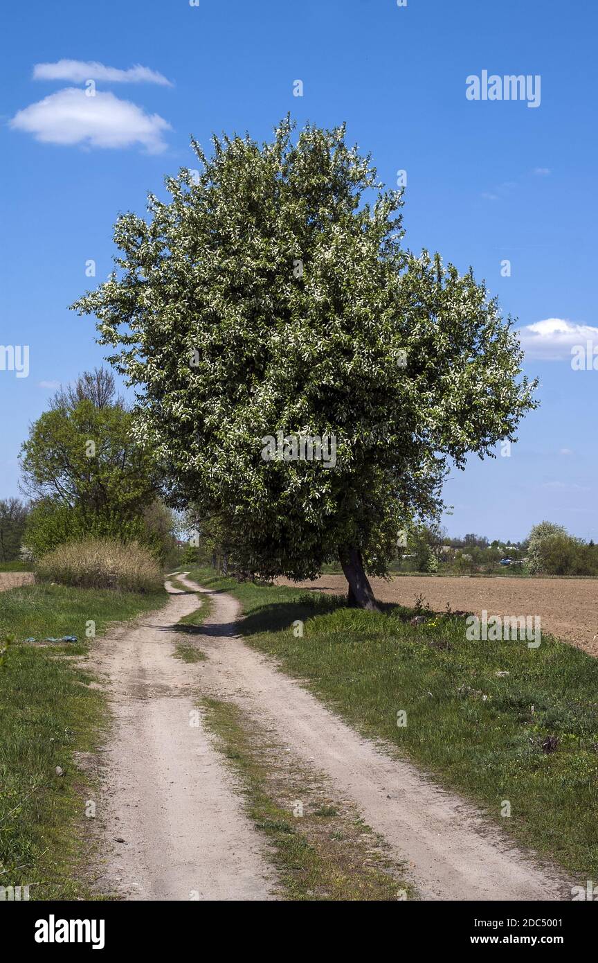 Polska, Poland, Polen, Greater Poland, Großpolen; A sandy dirt road and a lonely large tree standing at the edge of the field against the sky. Stock Photo