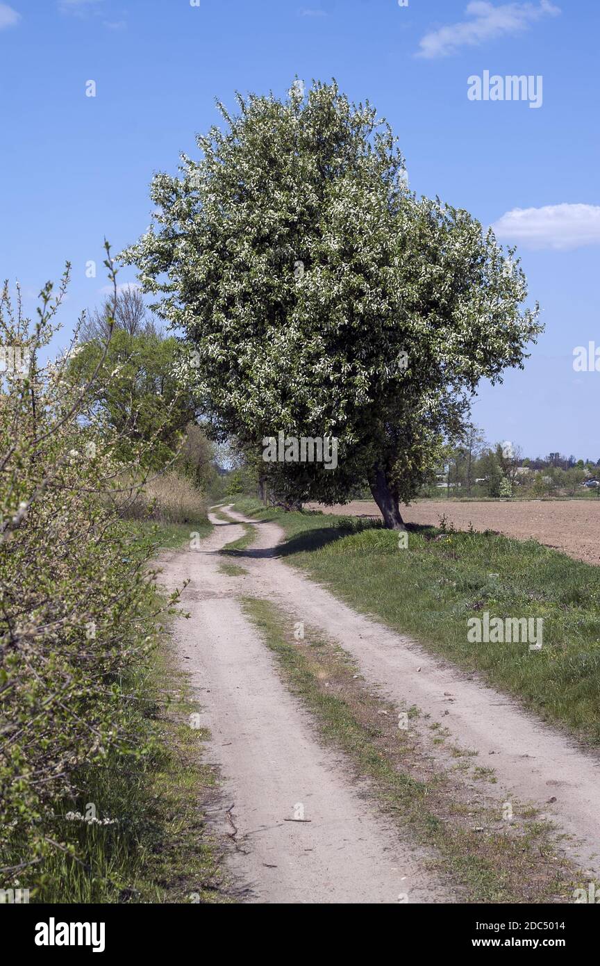Polska, Poland, Polen, Greater Poland, Großpolen; A sandy dirt road and a lonely large tree standing at the edge of the field against the sky. Stock Photo