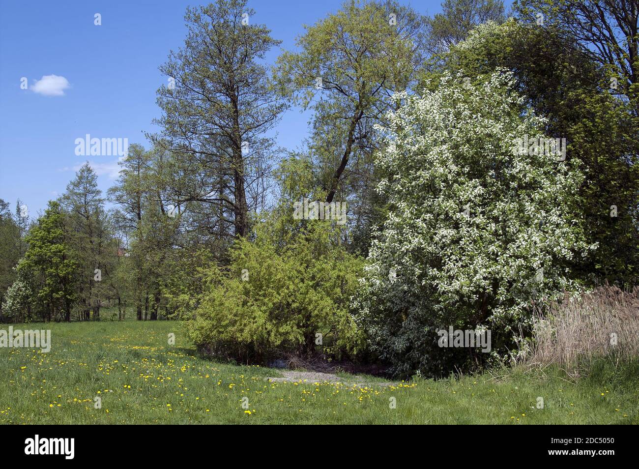 Polska, Poland, Polen, Greater Poland, Großpolen; Blooming bird cherry on the edge of a blooming meadow. Blühende Vogelkirsche am Rande der Wiese. Stock Photo