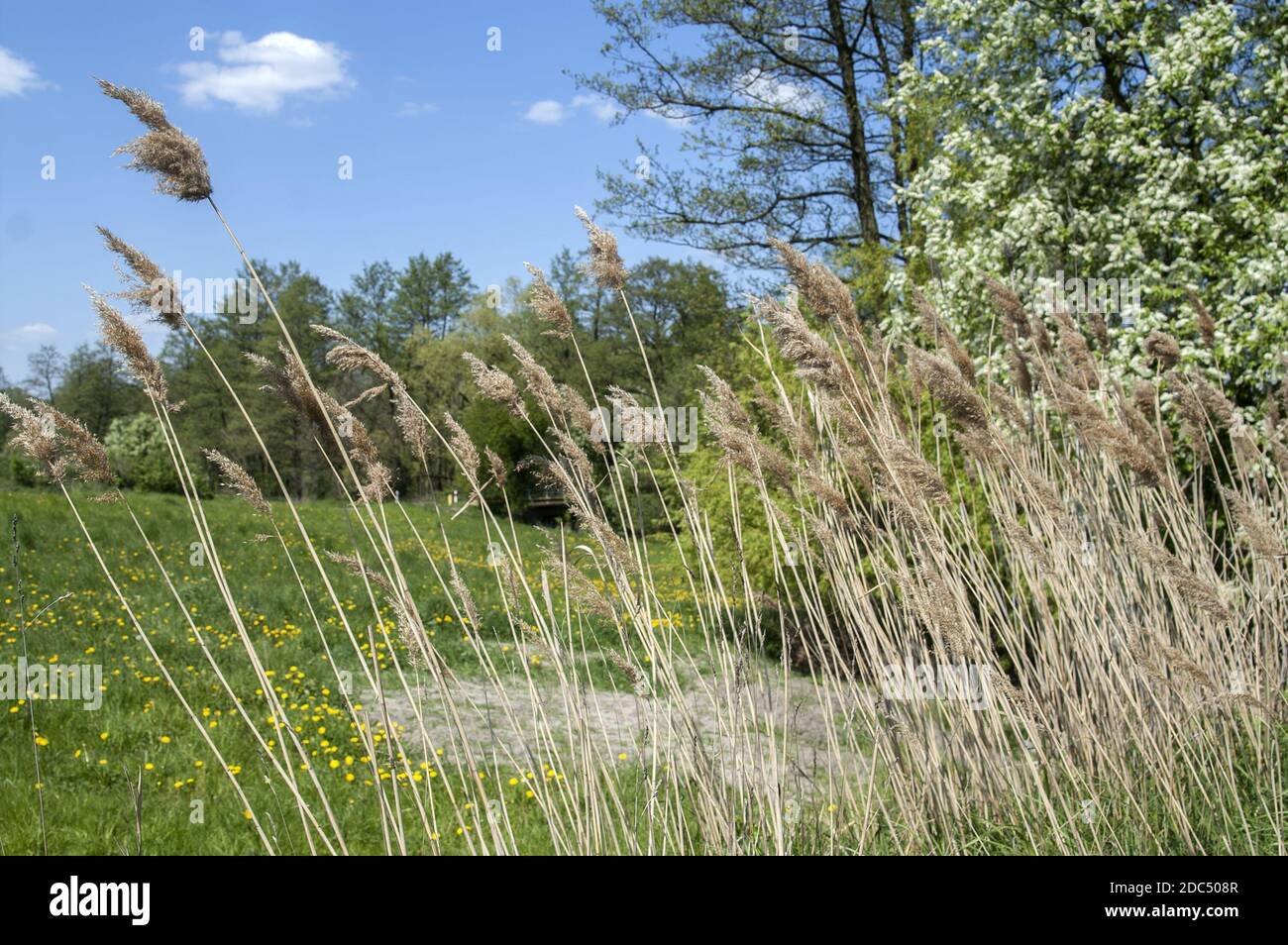 Polska, Poland, Polen, Greater Poland, Großpolen; Dry reed against the background of a spring meadow and flowering bird cherry. Stock Photo