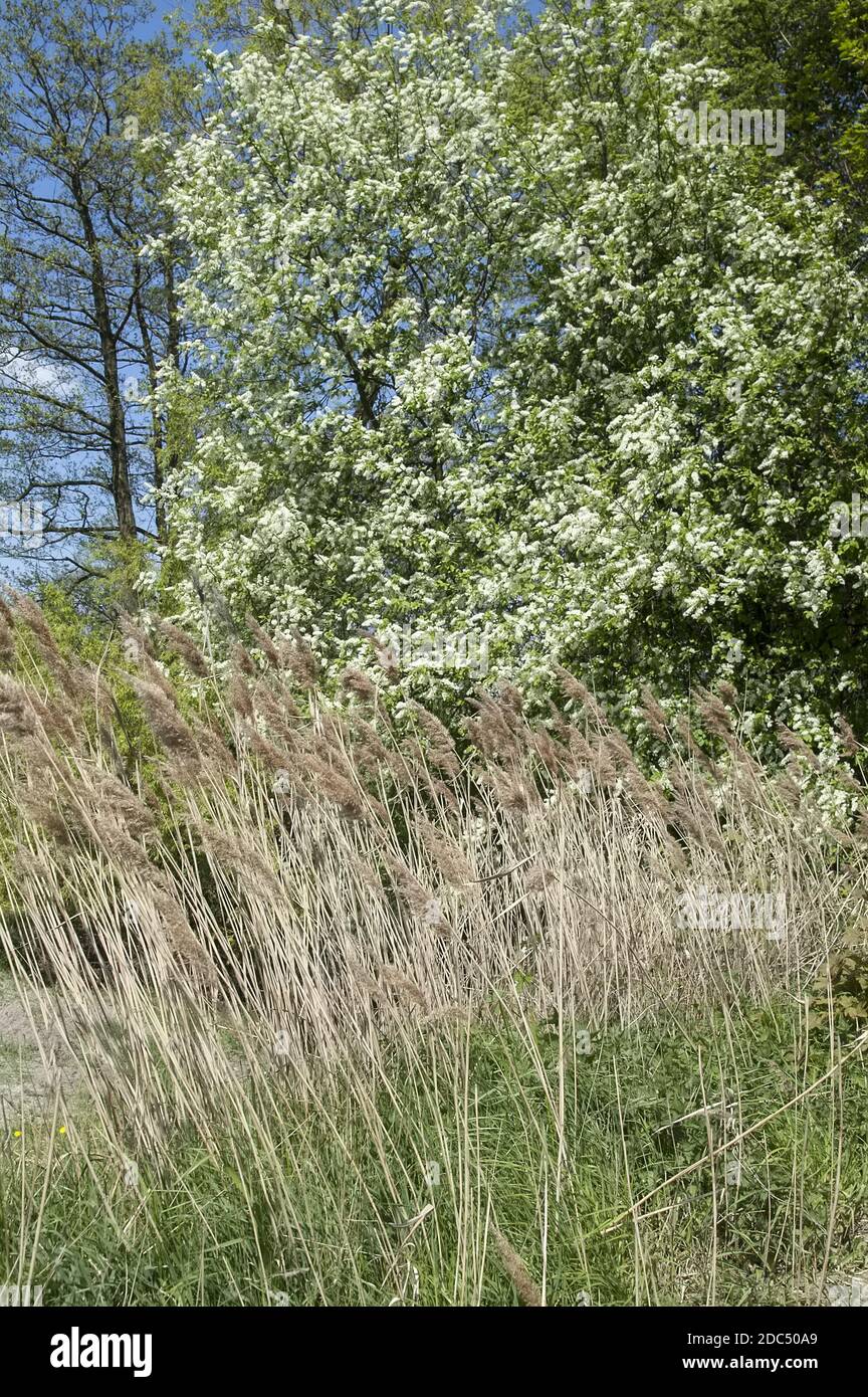 Polska Poland Polen, Greater Poland, Großpolen; Dry reed against the background of a flowering bird cherry. Trockenes Schilf und blühende Vogelkirsche Stock Photo