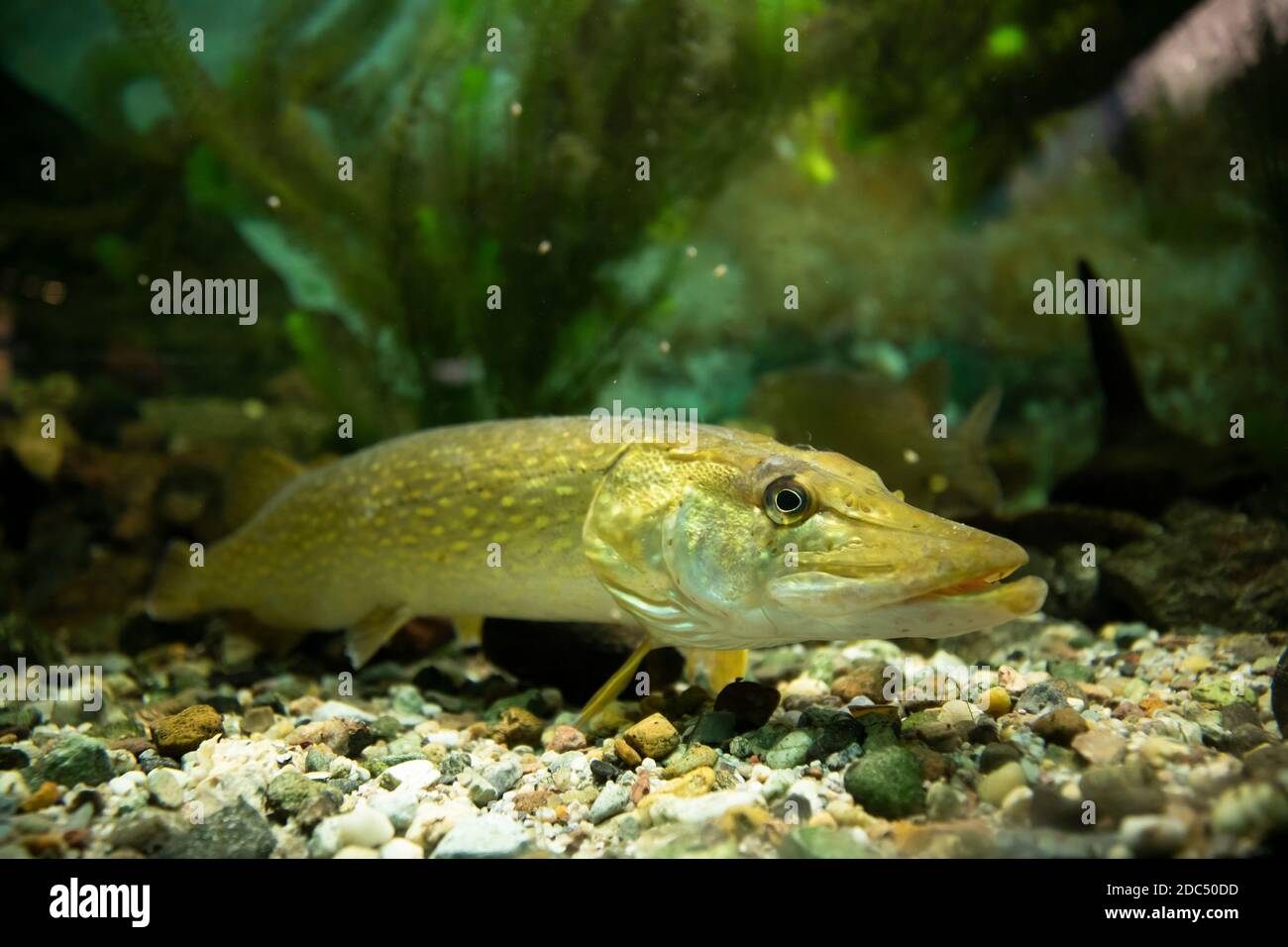Pike freshwater fish on aquarium gravel. Full length. Side view. Stock Photo