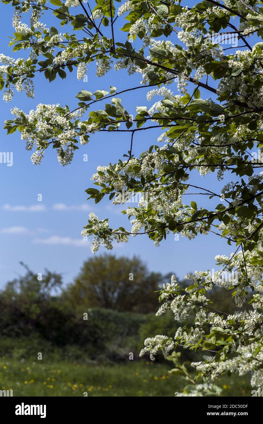 Polska, Poland, Polen, Greater Poland, Großpolen; Branches of a flowering bird cherry. Zweige einer blühenden Vogelkirsche. 開花的稠李的分支。 Stock Photo