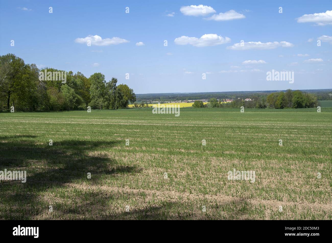 Polska, Poland, Polen, Greater Poland, Großpolen; Yellow blooming Rapeseed and lush green fields and trees - a typical Polish landscape in spring. Stock Photo