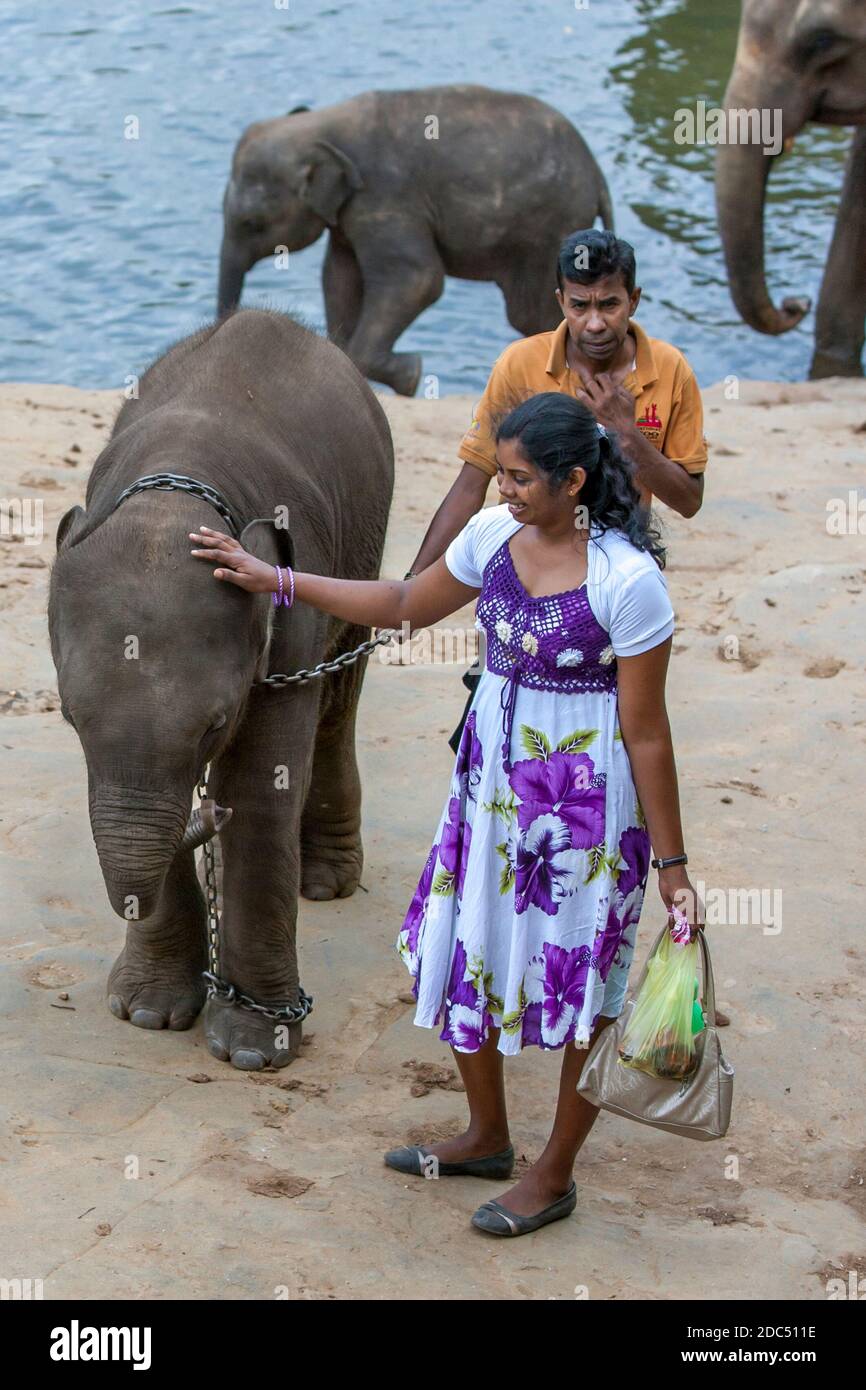 A lady pats an elephant calf from the Pinnawala Elephant Orphanage on the banks of the Maha Oya River in central Sri Lanka. Stock Photo