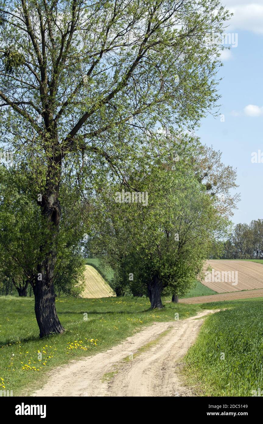 Polska, Poland, Polen, Greater Poland, Großpolen; Green roadside trees among picturesque fields - a typical spring landscape in Poland. Stock Photo