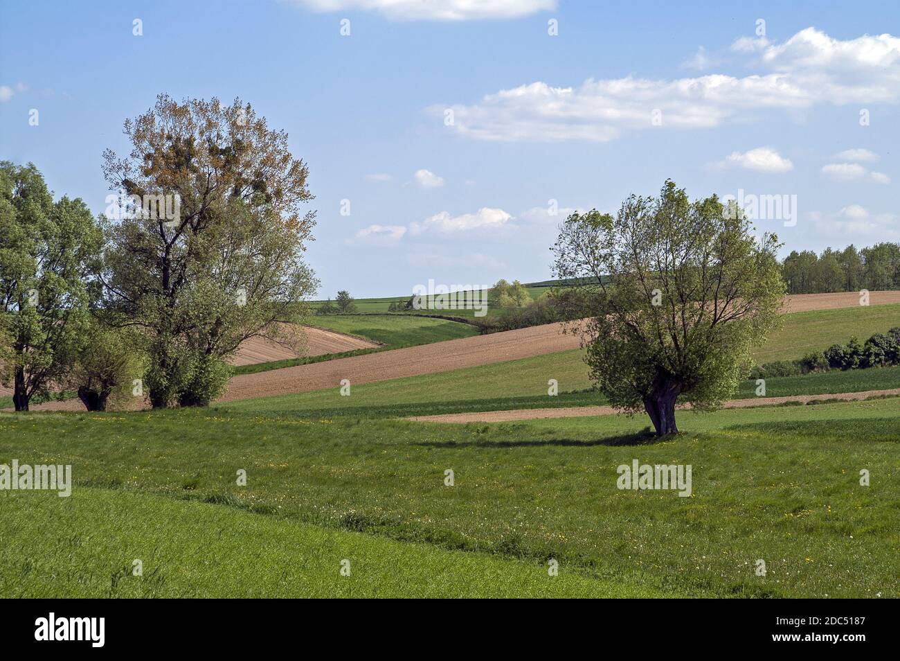 Polska, Poland, Polen, Greater Poland, Großpolen; Green roadside trees among picturesque fields - a typical spring landscape in Poland. Stock Photo